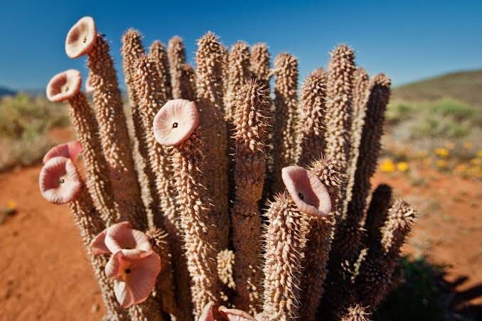 Hoodia Gordonii cactus from Kalahari Desert